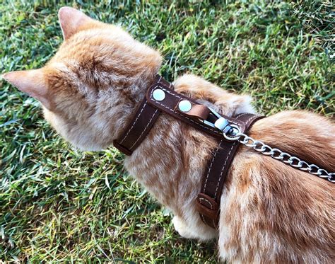 Cat Harnesses collars & more .